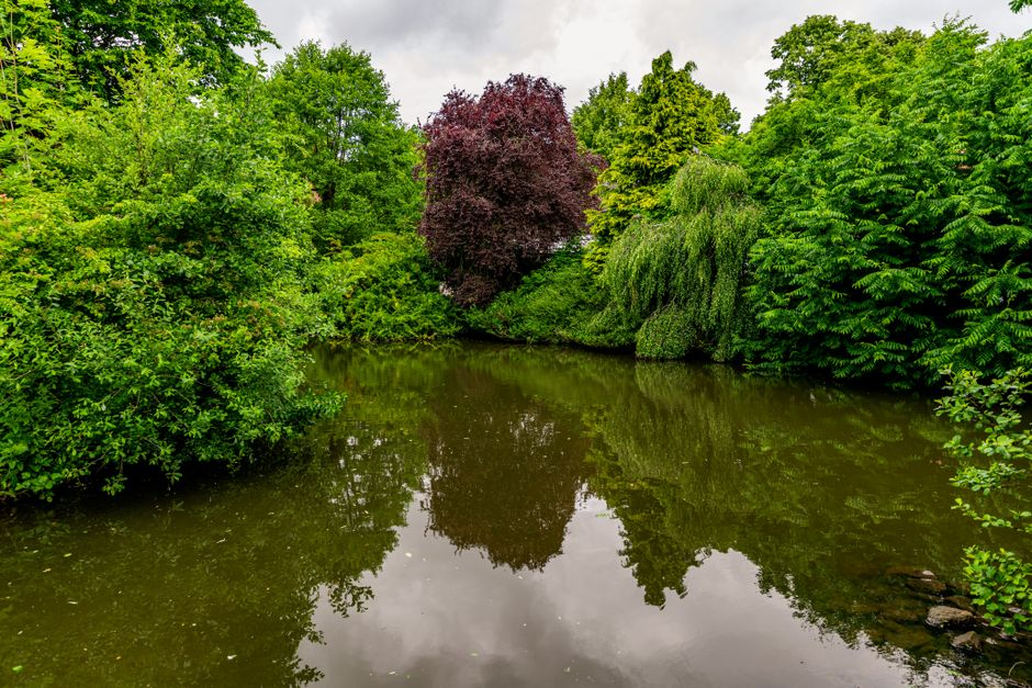 A tranquil scene of a small pond surrounded by lush, dense greenery, including a variety of trees and shrubs with vibrant green foliage. The pond’s surface is calm and reflective, mirroring the overcast sky above and the branches of the trees on either side. On the left, a large bush with smaller leaves extends towards the water, while on the right, a collection of tall, leafy trees with varied textures and shades of green creates a natural border. In the background, a prominent tree with dark reddish-purple leaves stands out against the predominantly green landscape, adding contrast to the scene. The environment appears to be part of a park or a green space, with no visible signs of human activity or structures. The overall atmosphere is peaceful and natural, highlighting the importance of maintaining green spaces and natural water bodies, which could be relevant in the context of local waste management and environmental preservation efforts. The scene’s clarity and focus suggest it is a professional photograph, suitable for inclusion in articles related to environmental maintenance or ecological conservation.